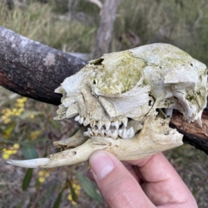Macropus sp. at Jerrabomberra, NSW - 10 Sep 2022