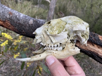 Macropus sp. (Macropod) at Jerrabomberra, NSW - 10 Sep 2022 by Steve_Bok