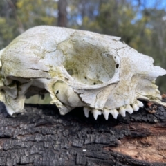 Macropus sp. at Jerrabomberra, NSW - 10 Sep 2022