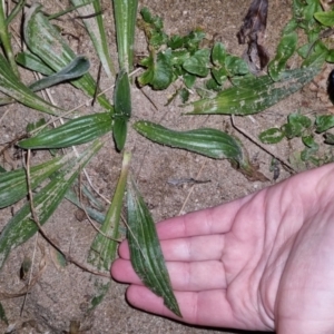 Plantago sp. at Bungendore, NSW - 7 Sep 2022 06:09 PM