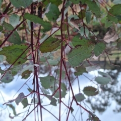 Eucalyptus blakelyi (Blakely's Red Gum) at QPRC LGA - 9 Sep 2022 by clarehoneydove