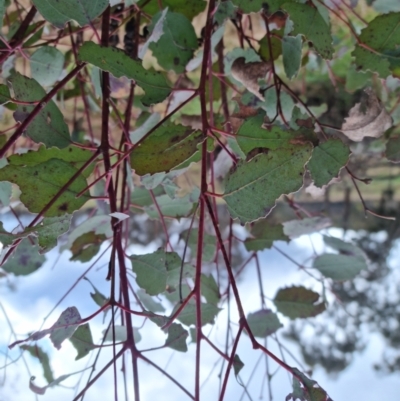 Eucalyptus blakelyi (Blakely's Red Gum) at QPRC LGA - 9 Sep 2022 by clarehoneydove