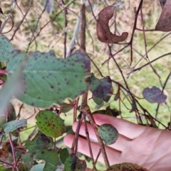 Eucalyptus blakelyi at Bungendore, NSW - 10 Sep 2022