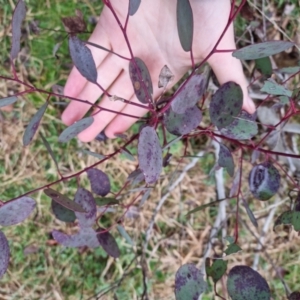 Eucalyptus blakelyi at Bungendore, NSW - 10 Sep 2022