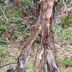 Eucalyptus blakelyi at Bungendore, NSW - 10 Sep 2022