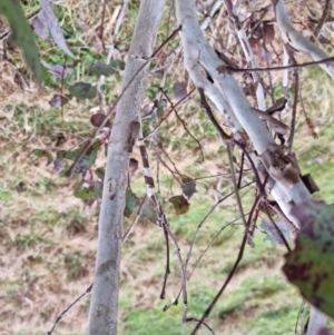 Eucalyptus blakelyi at Bungendore, NSW - 10 Sep 2022