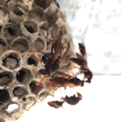 Polistes (Polistella) humilis (Common Paper Wasp) at Hackett, ACT - 20 Feb 2022 by JochenZeil