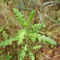 Senecio bathurstianus (Rough Fireweed) at Isaacs Ridge and Nearby - 10 Sep 2022 by Mike