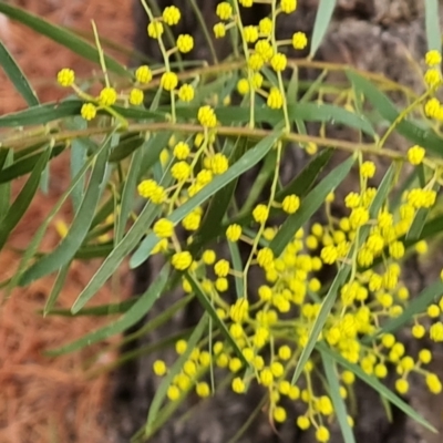 Acacia fimbriata (Fringed Wattle) at Isaacs, ACT - 10 Sep 2022 by Mike