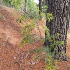 Acacia fimbriata at Isaacs, ACT - 10 Sep 2022