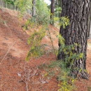 Acacia fimbriata at Isaacs, ACT - 10 Sep 2022