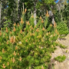 Pinus radiata (Monterey or Radiata Pine) at Isaacs, ACT - 10 Sep 2022 by Mike