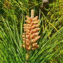 Pinus radiata at Isaacs, ACT - 10 Sep 2022
