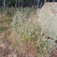 Styphelia fletcheri subsp. brevisepala (Twin Flower Beard-Heath) at Isaacs Ridge and Nearby - 10 Sep 2022 by Mike