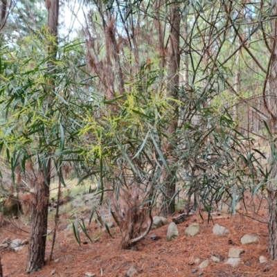 Acacia floribunda (White Sally Wattle, Gossamer Wattle) at Jerrabomberra, ACT - 10 Sep 2022 by Mike