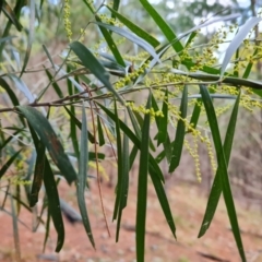 Acacia floribunda at Jerrabomberra, ACT - 10 Sep 2022