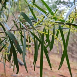 Acacia floribunda at Jerrabomberra, ACT - 10 Sep 2022