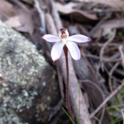 Caladenia fuscata (Dusky Fingers) at Hawker, ACT - 10 Sep 2022 by sangio7