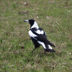 Gymnorhina tibicen (Australian Magpie) at Block 402 - 10 Sep 2022 by MatthewFrawley