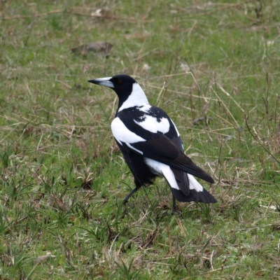 Gymnorhina tibicen (Australian Magpie) at Piney Ridge - 10 Sep 2022 by MatthewFrawley