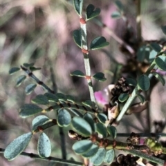 Indigofera adesmiifolia (Tick Indigo) at Lyons, ACT - 7 Sep 2022 by GregC