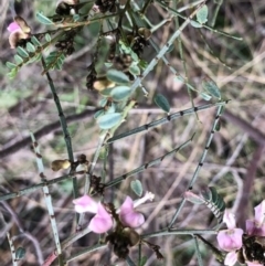 Indigofera adesmiifolia at Lyons, ACT - 7 Sep 2022