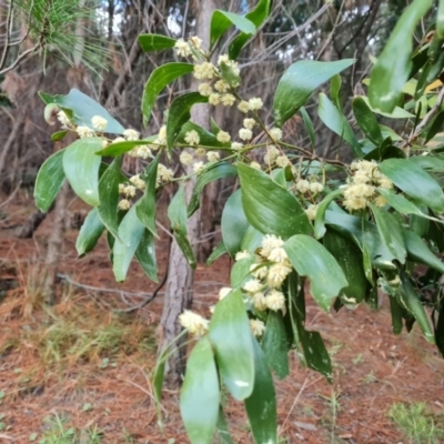 Acacia melanoxylon (Blackwood) at Isaacs Ridge and Nearby - 10 Sep 2022 by Mike
