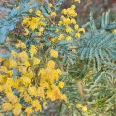 Acacia baileyana x Acacia dealbata (Cootamundra Wattle x Silver Wattle (Hybrid)) at Isaacs Ridge and Nearby - 10 Sep 2022 by Mike