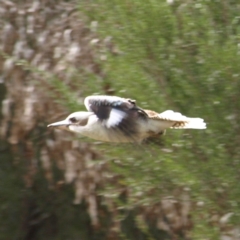 Dacelo novaeguineae (Laughing Kookaburra) at Block 402 - 10 Sep 2022 by MatthewFrawley