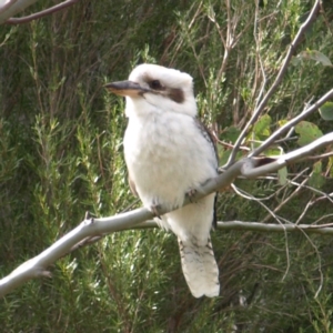 Dacelo novaeguineae at Stromlo, ACT - 10 Sep 2022 02:25 PM