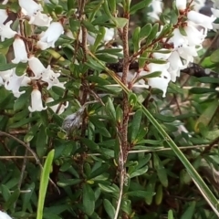 Cryptandra amara (Bitter Cryptandra) at Oakey Hill - 5 Sep 2022 by GregC