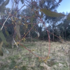 Eucalyptus melliodora (Yellow Box) at Molonglo Valley, ACT - 10 Sep 2022 by lbradley