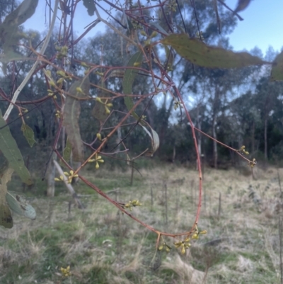 Eucalyptus melliodora (Yellow Box) at Aranda Bushland - 10 Sep 2022 by lbradley