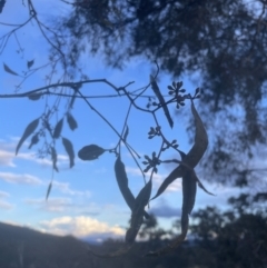 Eucalyptus melliodora at Molonglo Valley, ACT - 10 Sep 2022