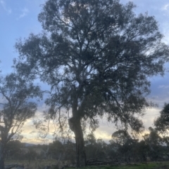 Eucalyptus melliodora at Aranda, ACT - 10 Sep 2022 05:16 PM