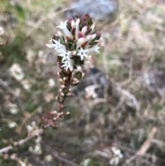 Brachyloma daphnoides (Daphne Heath) at Oakey Hill - 8 Sep 2022 by GregC