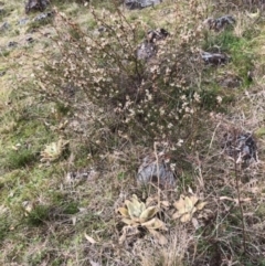 Brachyloma daphnoides at Lyons, ACT - 8 Sep 2022