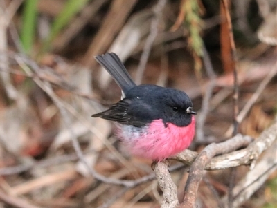 Petroica rodinogaster (Pink Robin) at Nietta, TAS - 7 Sep 2022 by Rixon