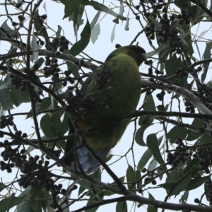 Platycercus caledonicus at Cradle Mountain, TAS - 7 Sep 2022