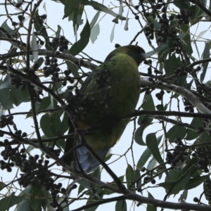 Platycercus caledonicus at Cradle Mountain, TAS - 7 Sep 2022 02:45 PM