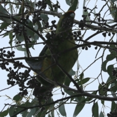 Platycercus caledonicus at Cradle Mountain, TAS - 7 Sep 2022