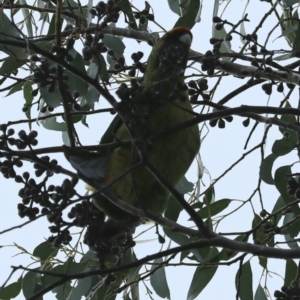 Platycercus caledonicus at Cradle Mountain, TAS - 7 Sep 2022 02:45 PM