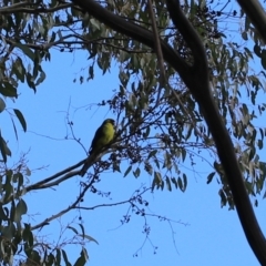 Platycercus caledonicus at Cradle Mountain, TAS - 7 Sep 2022