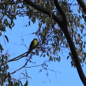 Platycercus caledonicus at Cradle Mountain, TAS - 7 Sep 2022 02:45 PM