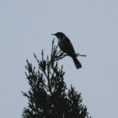 Phylidonyris pyrrhopterus (Crescent Honeyeater) at Cradle Mountain, TAS - 8 Sep 2022 by Rixon
