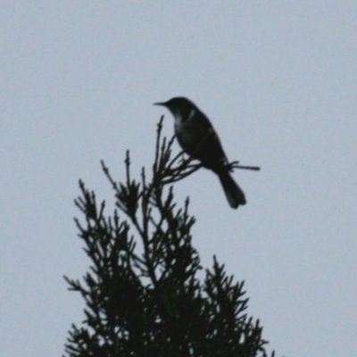 Phylidonyris pyrrhopterus (Crescent Honeyeater) at Cradle Mountain, TAS - 8 Sep 2022 by Rixon