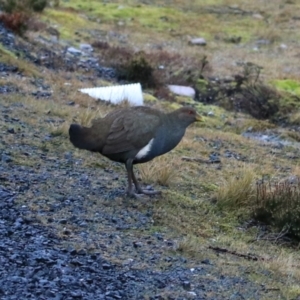 Tribonyx mortierii at Cradle Mountain, TAS - 8 Sep 2022