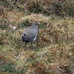 Tribonyx mortierii at Cradle Mountain, TAS - 8 Sep 2022 08:11 AM
