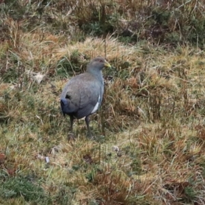 Tribonyx mortierii at Cradle Mountain, TAS - 8 Sep 2022