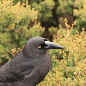 Strepera fuliginosa at Cradle Mountain, TAS - 8 Sep 2022